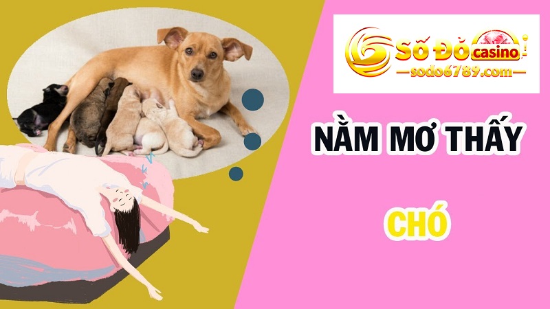 nằm mơ thấy chó